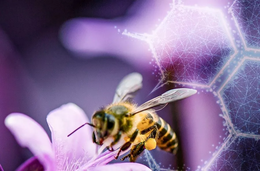 Bienenprodukte Bienenprodukte
